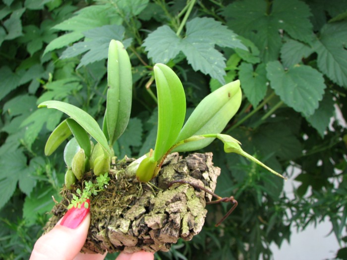 Bulbophyllum putidum.JPG