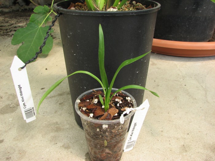 Cymbidium Kiwi Midnight.JPG