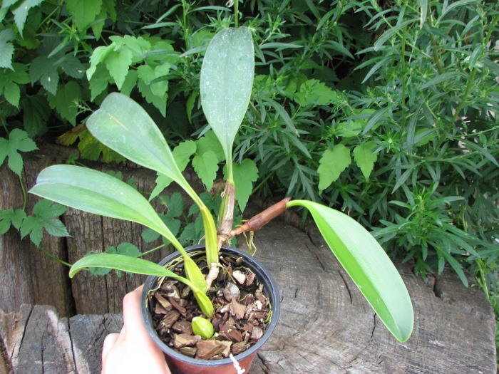 Bulbophyllum Hsinying Grand-arfa.JPG