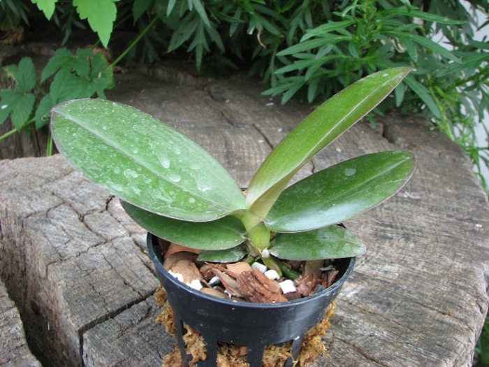 Phalaenopsis Tying Shin Smart.JPG