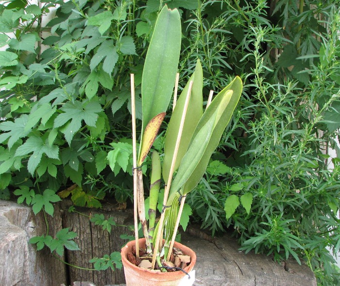 Cattleya mendelii.JPG