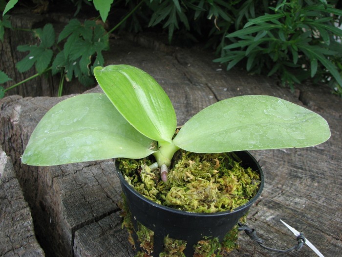 Phalaenopsis KS Happy Eagle.JPG