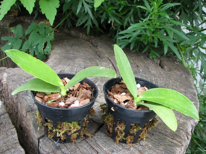 Phalaenopsis Natasha 'Aiko'.JPG