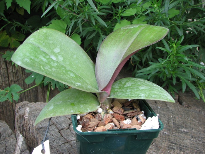 Phalaenopsis Red Lightning.JPG