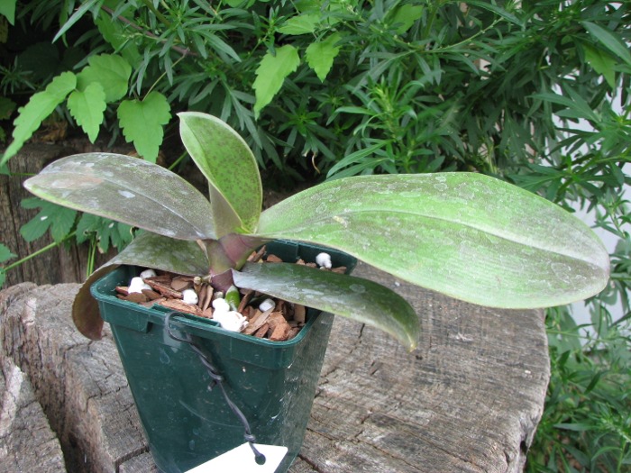 Doritaenopsis Changzhi Pearl.JPG