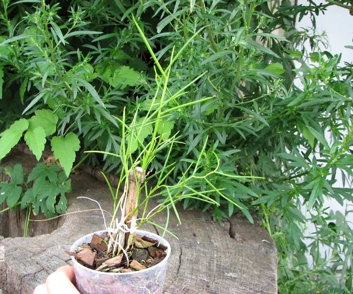 Dendrobium carinatum.JPG