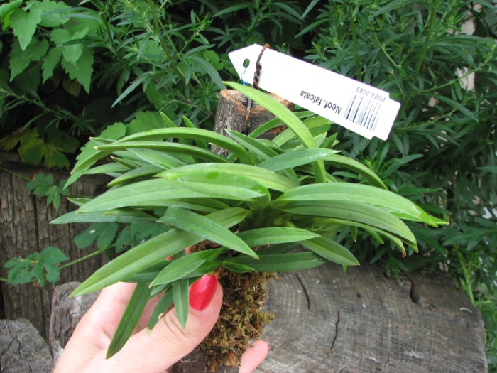 Neofinetia falcata.JPG