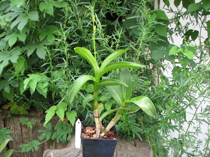 Dendrobium Rainbow Fantasy.JPG