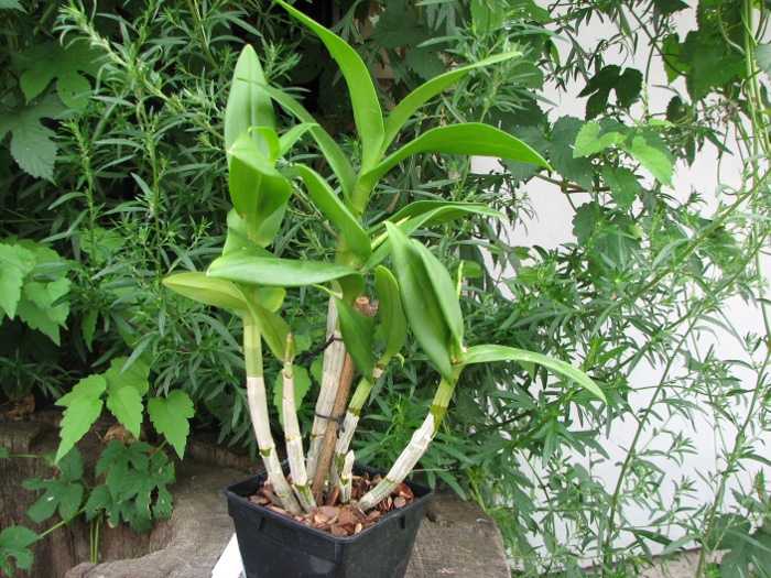 Dendrobium Sai Rung Sugar.JPG