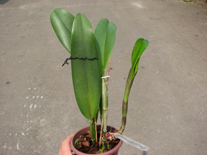 Brassocattleya Cynthia (Brassavola digbyana x Cattleya walkeriana).JPG