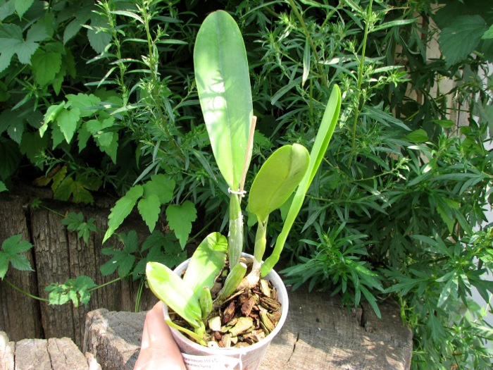 Cattleya trianae albescens XXX x Cattleya trianae amoena 'Rainha'.JPG