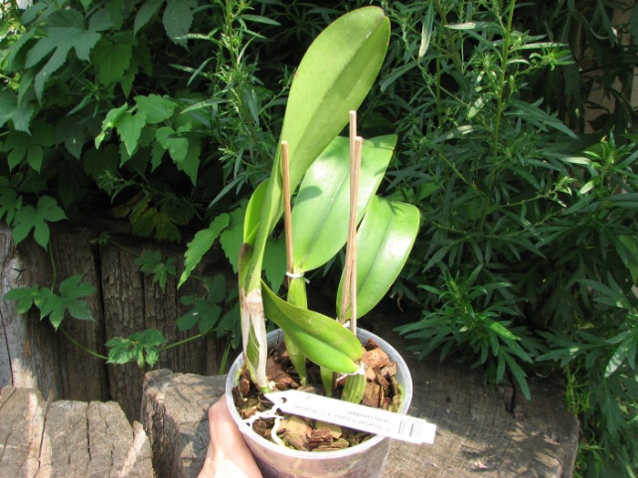 Cattleya trianae 'Leana' x Cattleya trianae 'Jean Groben'.JPG