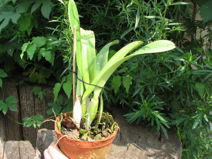 Cattleya trianae orlata 'TT' XXX x Cattleya trianae 'Cecilia' (04-8).JPG