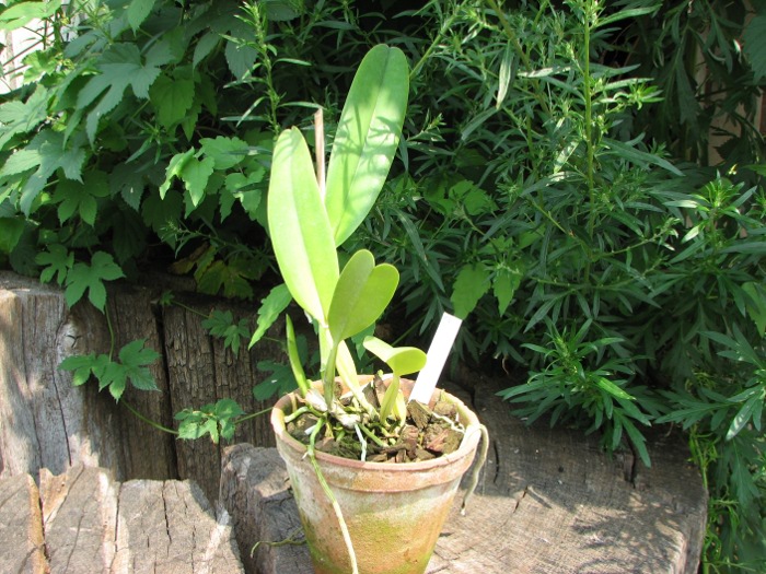 Cattleya trianae coerulea (36-8) x Cattleya lueddemanniana coerulea 'Pedra Azul'.JPG
