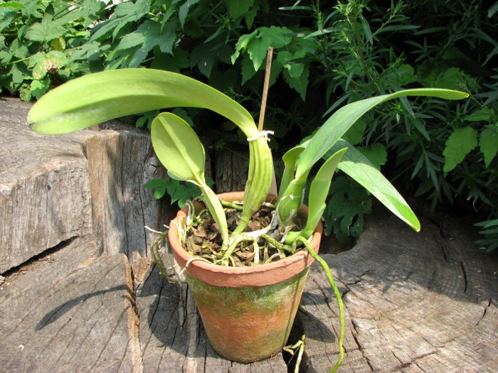 Cattleya trianae tipo 'Fine Variety' (98-8) x Cattleya trianae 'India' (10-8).JPG