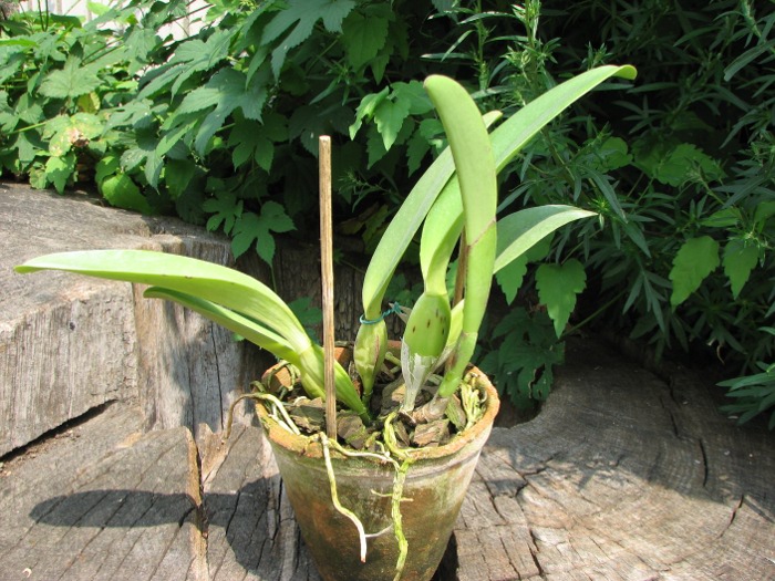 Cattleya trianae tipo 'Giant' x Cattleya trianae (Rolf Altenburg x Vitoria Castro).JPG