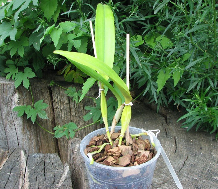 Laelia tenebrosa 'Aline' x Laelia tenebrosa 'Gloriosa'.JPG