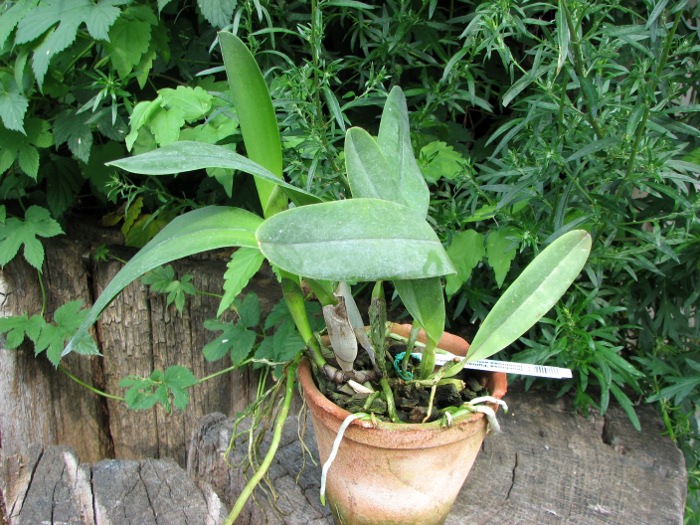 Laelia tenebrosa 'Fumacina Fujita' x Laelia tenebrosa extra XXX.JPG