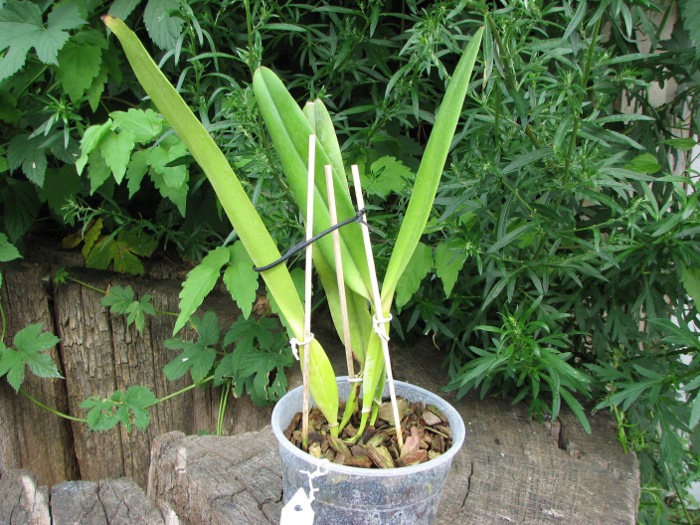 Laelia tenebrosa vinicolor x Laelia tenebrosa 'Richard'.JPG