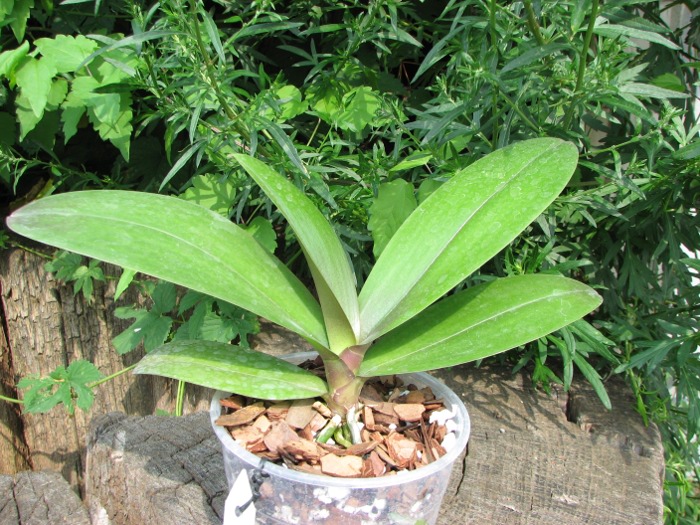Phalaenopsis Brother Pico Bahama.JPG