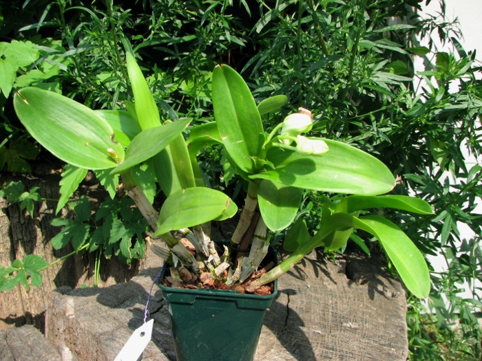 Dendrobium Kultana Fancy.JPG