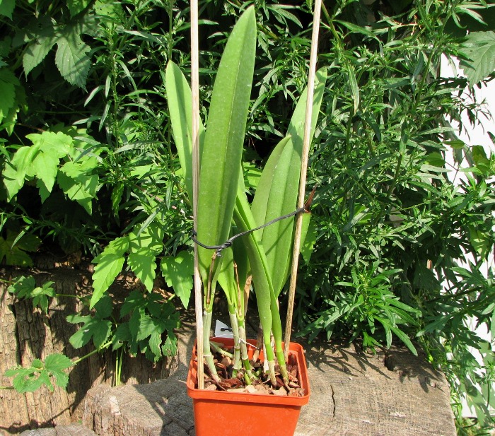 Brassocattleya Saint Andre (Cattleya dowiana aurea x Brassavola nodosa).JPG