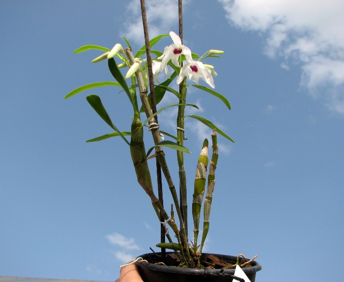 Dendrobium Cassiope.JPG