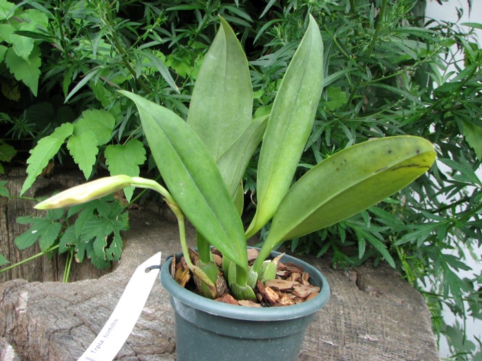 Trichopilia tortillis.JPG