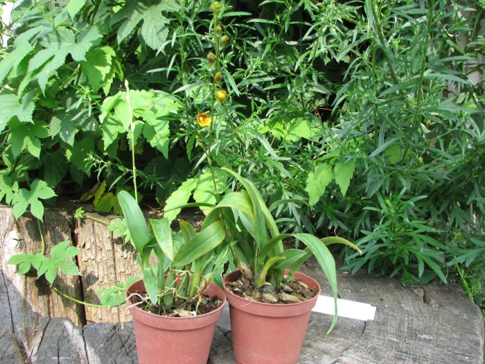 Howeara Chian-Tzy Lovely 'CT Golden Bug'.JPG