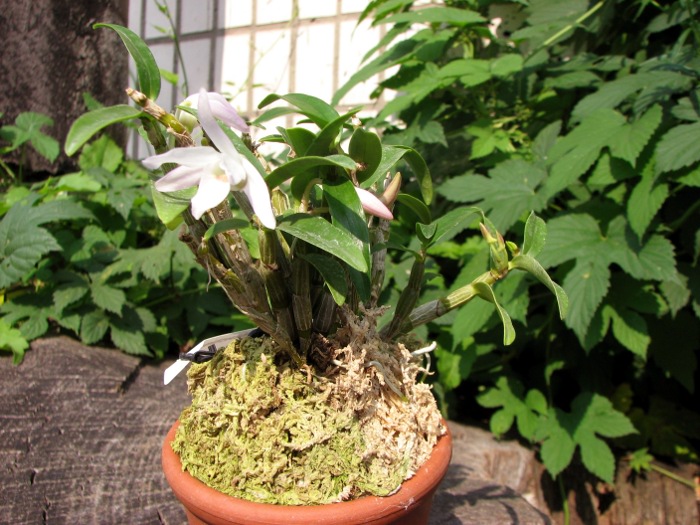 Dendrobium moniliforme Matsushima Pink.JPG