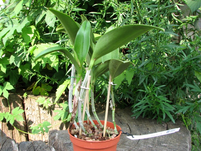 Cattleya Korat Spot.JPG