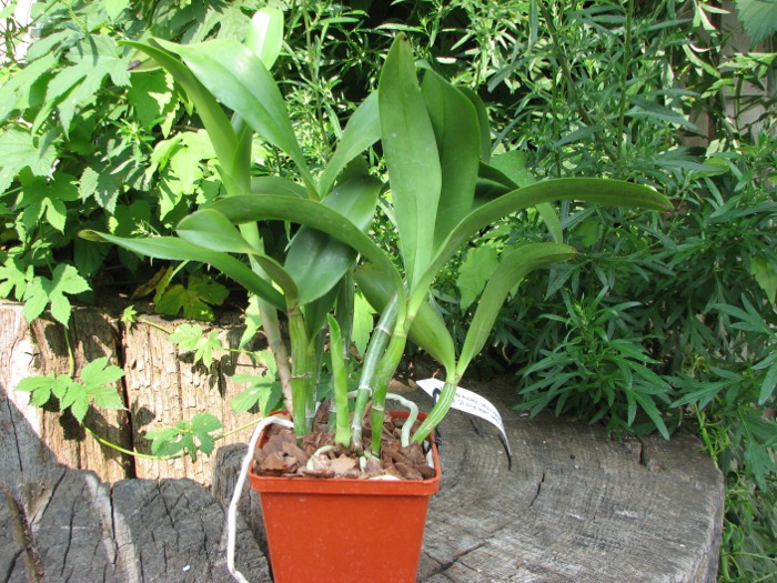 Epicattleya Siam Jade 'Avo' (Cattleya Penny Kuroda x Epicattleya Vienna Woods).JPG