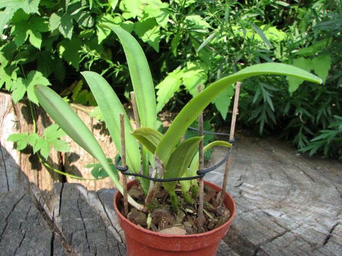 Cattleya maxima rubra 'Lojana' x SELF.JPG