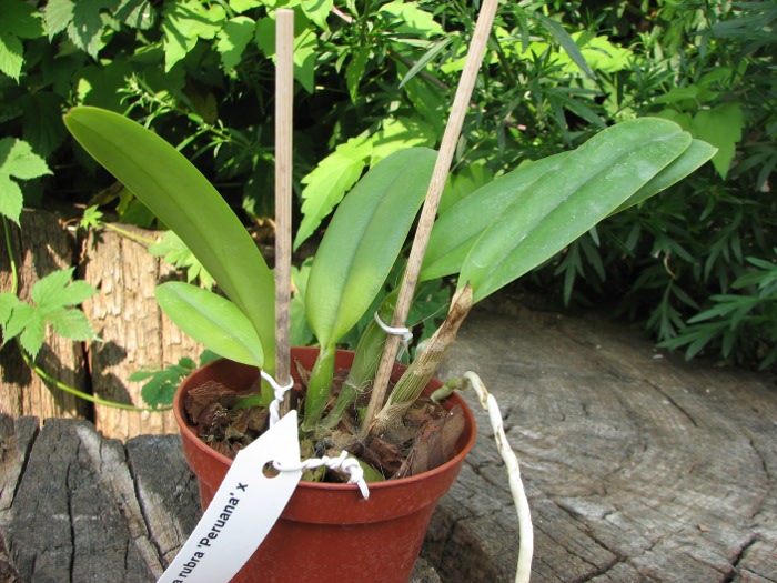 Cattleya maxima rubra 'Peruana' x SELF.JPG