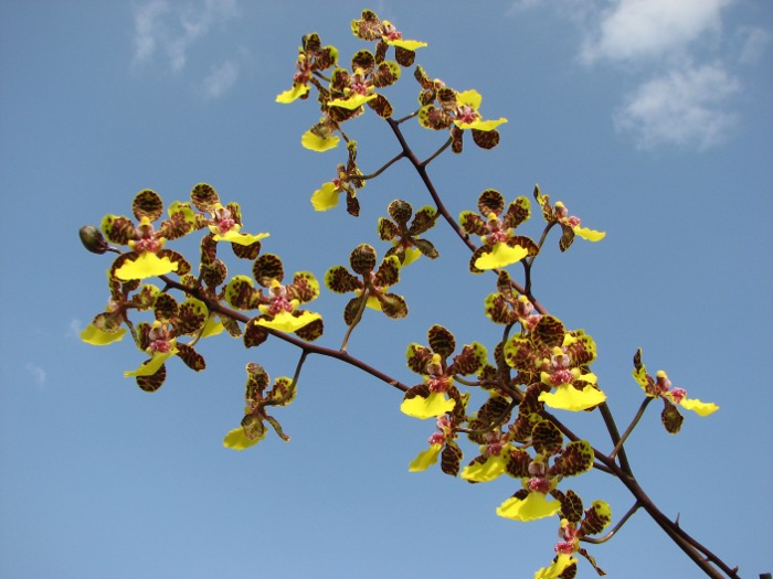 Oncidium lanceanum x kramerianum.JPG