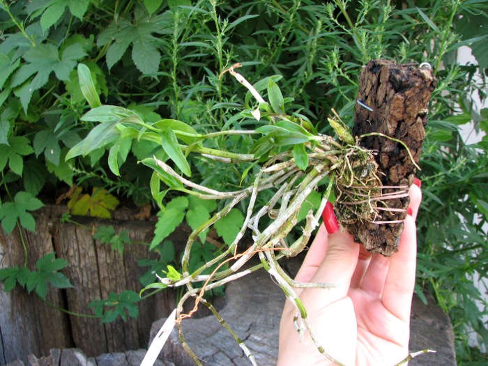 Dendrobium unicum.JPG