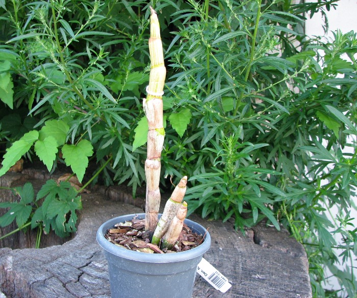 Dendrobium formosum.JPG