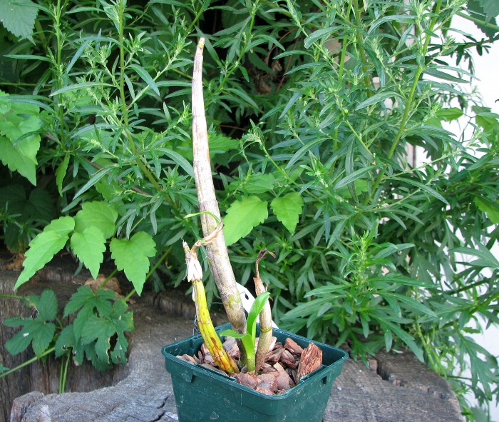 Dendrobium formosanum 'Giant'.JPG