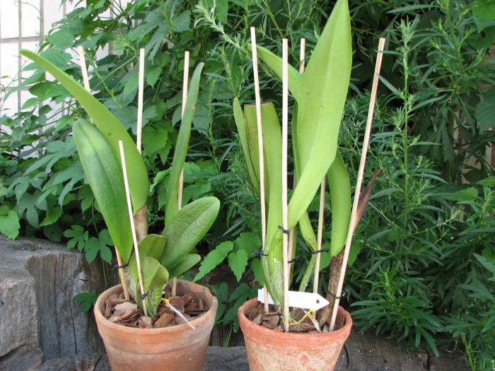 Brassolaeliocattleya Elizabeth Hearns.JPG