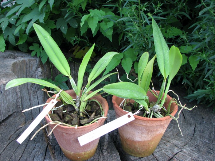 Cattleya percivaliana semi alba 'Altamira' (11-6) x percivaliana semi alba 'Carache' (06-6).JPG