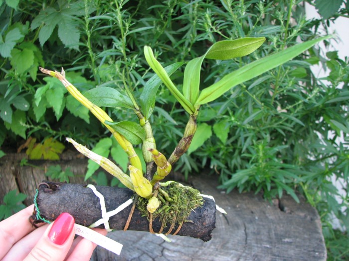 Dendrobium cariniferum.JPG