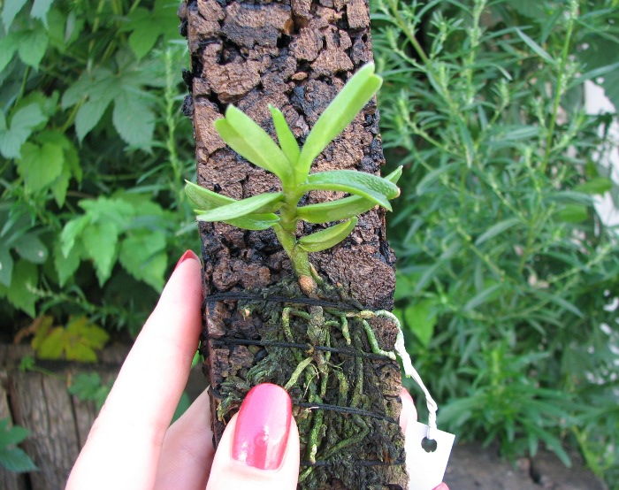 Angraecum ankeranense.JPG