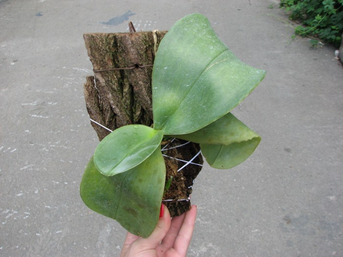 Phalaenopsis Ohl Flame 'Yung Ho' (Princess Kaulani x gigantea).JPG