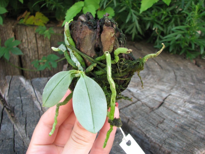Phalaenopsis parishii.JPG