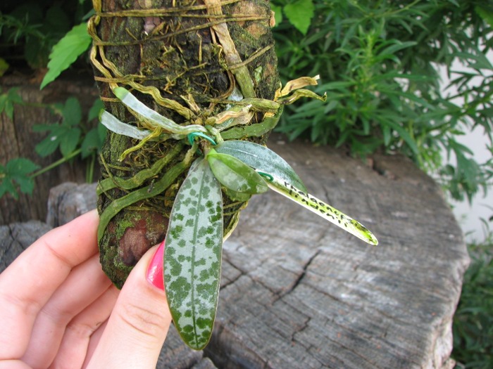 Phalaenopsis lindenii.JPG