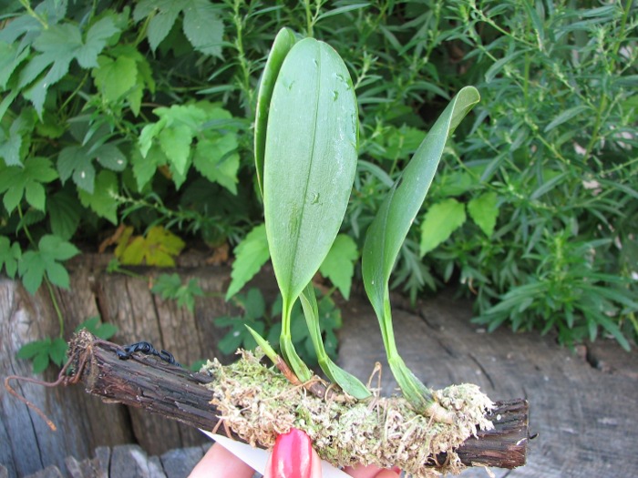 Bulbophyllum burfordense.JPG