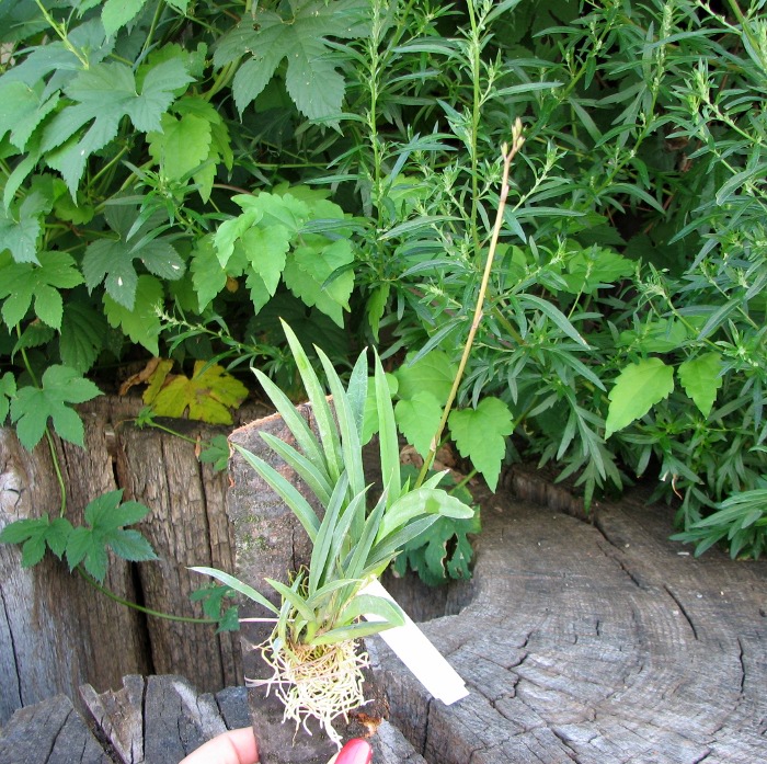Oncidium (Tolumnia) hybrids.JPG