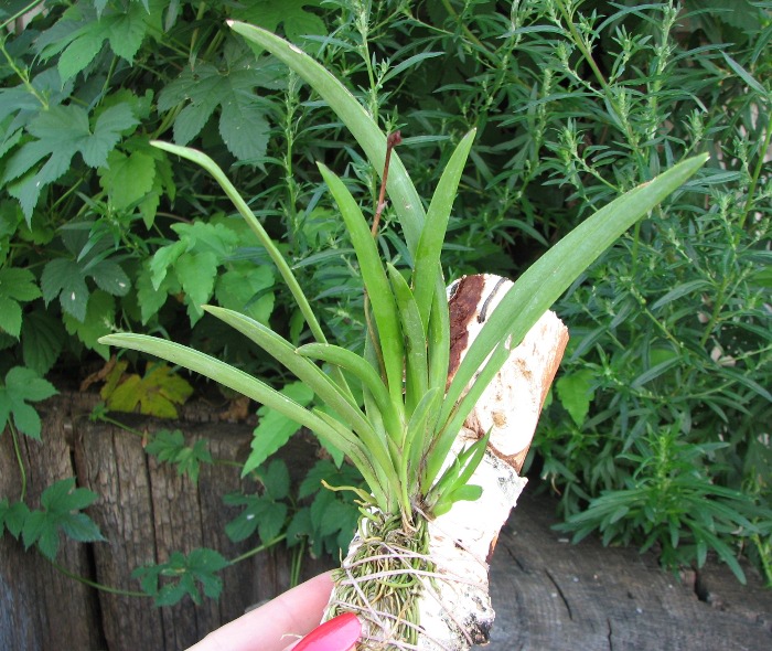 Oncidium (Tolumnia) hybrids.JPG