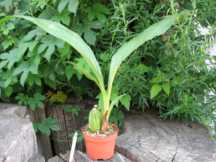 Angulocaste Red Jewel.JPG