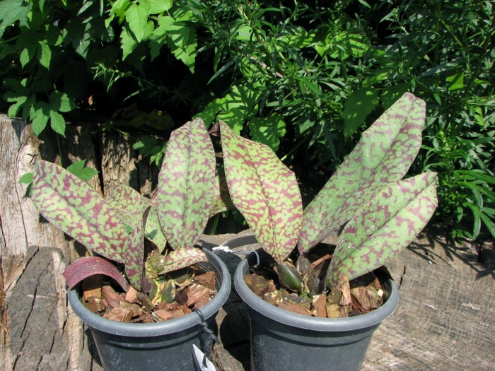 Psychopsis Mendenhall 'Hildos'.JPG